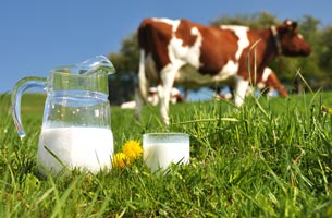 Milch aus eigener Landwirtschaft